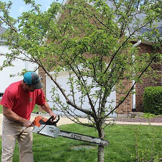 Tree Trimming Services in St. Louis & St. Charles